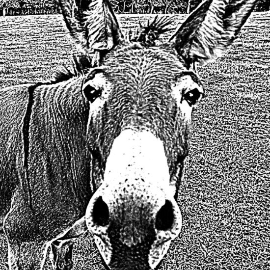 Donkey Analytics mascot: a donkey looking straight at the camera